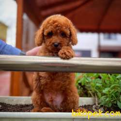 Yavrupatiler Güvencesiyle Red Toy Poodle  Yavrularımız 2