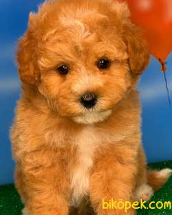 Yavrupatiler Güvencesiyle Toy Poodle Yavrularımız 3