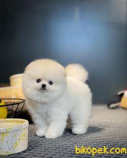 YavruPatiler Ile Yeni Gelen Tedybear Pomeranian Yavrularımız 2