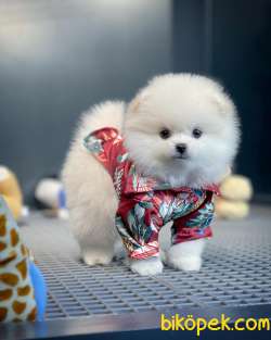 YavruPatiler Ile Yeni Gelen Tedybear Pomeranian Yavrularımız 1