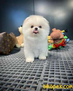 YavruPatiler Ile Yeni Gelen Tedybear Pomeranian Yavrularımız 3