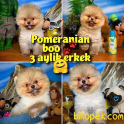 Yavrupatiler / Oyuncu Boz Ayı Renkli Oğlumuz Pomerani̇an Boo 1