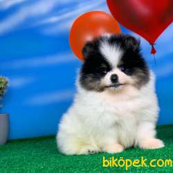 Yavrupatiler / Parti̇color Pomerani̇an Boo Yavru Oğlumuz 2