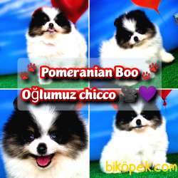 Yavrupatiler / Parti̇color Pomerani̇an Boo Yavru Oğlumuz 1