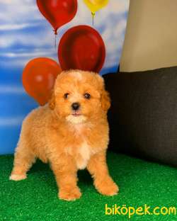 Yavrupatiler Safkan Red Toy Poodle Anti̇alerji̇k Oyuncu Irk 2