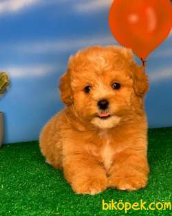Yavrupatiler Safkan Red Toy Poodle Anti̇alerji̇k Oyuncu Irk 3