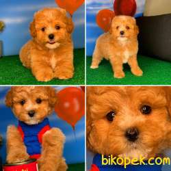 Yavrupatiler Safkan Red Toy Poodle Anti̇alerji̇k Oyuncu Irk 1