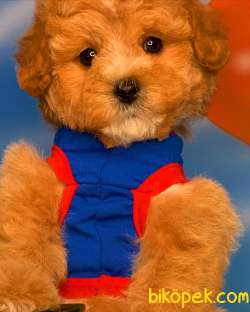 Yavrupatiler Safkan Red Toy Poodle Anti̇alerji̇k Oyuncu Irk 5