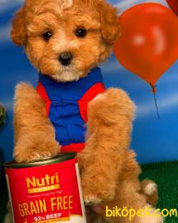 Yavrupatiler Safkan Red Toy Poodle Anti̇alerji̇k Oyuncu Irk 4