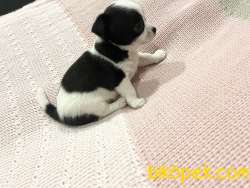 Yeni Ailesine Gitmeye Hazır Yavru Chihuahua 4