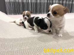 Yeni Ailesine Gitmeye Hazır Yavru Chihuahua