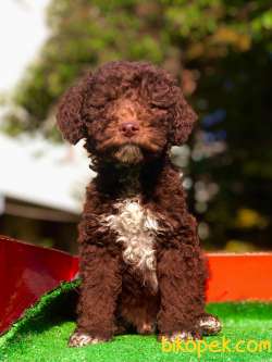 Yeni Chocolate  Toy Poodle Yavrularımız 1