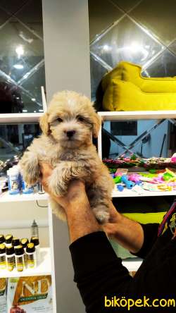 Yeni Gelen F1 Düzey Maltipoo Yavrularımız New 4