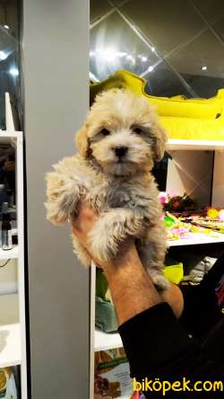 Yeni Gelen F1 Düzey Maltipoo Yavrularımız New 3