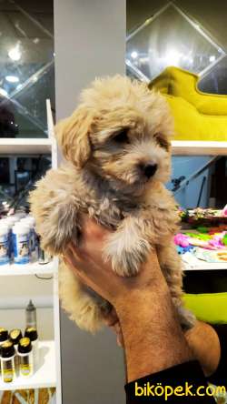 Yeni Gelen F1 Düzey Maltipoo Yavrularımız New 5