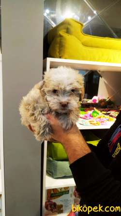 Yeni Gelen F1 Düzey Maltipoo Yavrularımız New 2