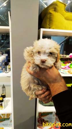 Yeni Gelen F1 Düzey Maltipoo Yavrularımız New 1