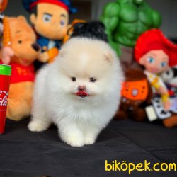 Yeni Gelen Kar Beyazı Boo Oğlumuz 2