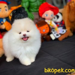 Yeni Gelen Kar Beyazı Boo Oğlumuz 3