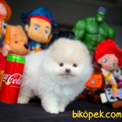 Yeni Gelen Kar Beyazı Boo Oğlumuz 5