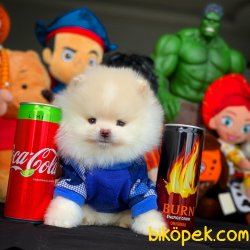 Yeni Gelen Kar Beyazı Boo Oğlumuz 1