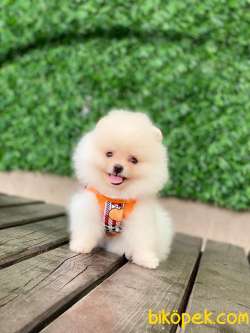 Yeni Gelen Pomeranian Yavrular 3