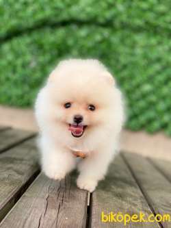 Yeni Gelen Pomeranian Yavrular 4