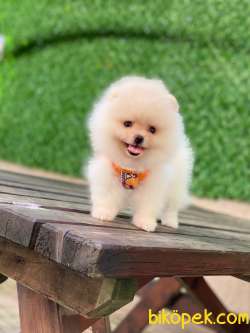 Yeni Gelen Pomeranian Yavrular 2