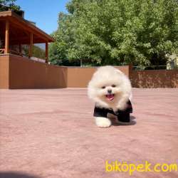 Yeni Gelen Safkan Pomeranian Bo Yavrumuz 'HARİBO' 2