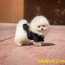 Yeni Gelen Safkan Pomeranian Bo Yavrumuz 'HARİBO' 1