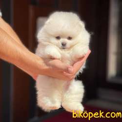 Yeni Gelen Safkan Pomeranian Bo Yavrumuz 'HARİBO' 3