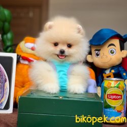 Yeni Gelen Safkan Tedybear Oğlumuz ‘ ARON ‘ 1