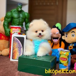 Yeni Gelen Safkan Tedybear Oğlumuz ‘ ARON ‘ 2