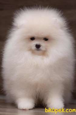 Yenı Gelen Teddey Bear Pomeranian Bebegimiz 2