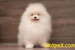 Yenı Gelen Teddey Bear Pomeranian Bebegimiz 1