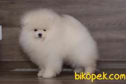 Yenı Gelen Teddey Bear Pomeranian Bebegimiz 3