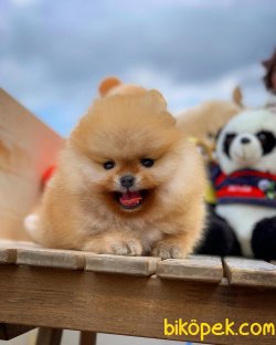 Yeni Gelen Teddybear Pomeranian Oğlumuz ‘KAREL’ 5