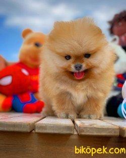 Yeni Gelen Teddybear Pomeranian Oğlumuz ‘KAREL’ 3