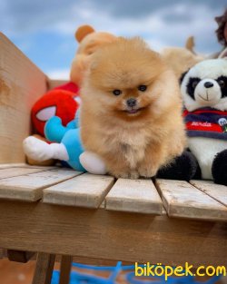 Yeni Gelen Teddybear Pomeranian Oğlumuz ‘KAREL’ 4