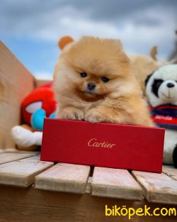 Yeni Gelen Teddybear Pomeranian Oğlumuz ‘KAREL’ 1