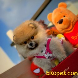 Yeni Gelen Tedybear Pomeranian Kızımız ‘MAYA’ 4