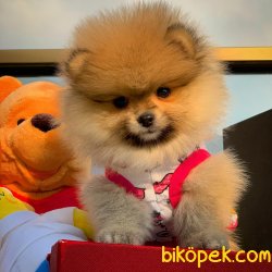 Yeni Gelen Tedybear Pomeranian Kızımız ‘MAYA’ 1