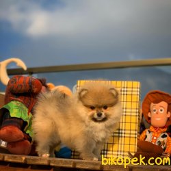 Yeni Gelen Tedybear Pomeranian Kızımız ‘MAYA’ 3