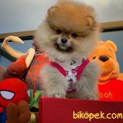 Yeni Gelen Tedybear Pomeranian Kızımız ‘MAYA’ 2