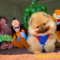 Yeni Gelen Yarışma Düzeyi AA Kalite Pomeranian Yavrumuz’COCO’ 4