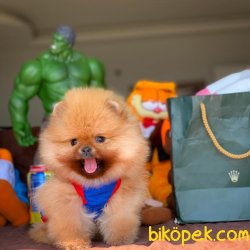 Yeni Gelen Yarışma Düzeyi AA Kalite Pomeranian Yavrumuz’COCO’ 1