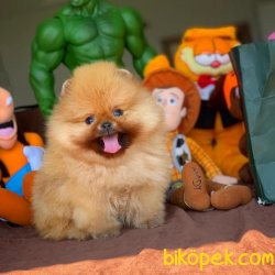 Yeni Gelen Yarışma Düzeyi AA Kalite Pomeranian Yavrumuz’COCO’ 2