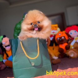 Yeni Gelen Yarışma Düzeyi AA Kalite Pomeranian Yavrumuz’COCO’ 5