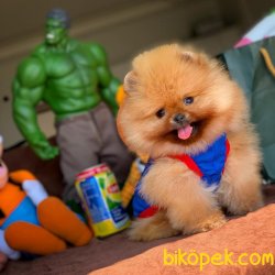 Yeni Gelen Yarışma Düzeyi AA Kalite Pomeranian Yavrumuz’COCO’ 3