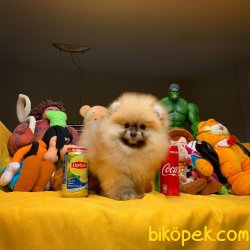 Yeni Güncel Irk Ve Sağlık Onaylı Pomeranian Boo 1